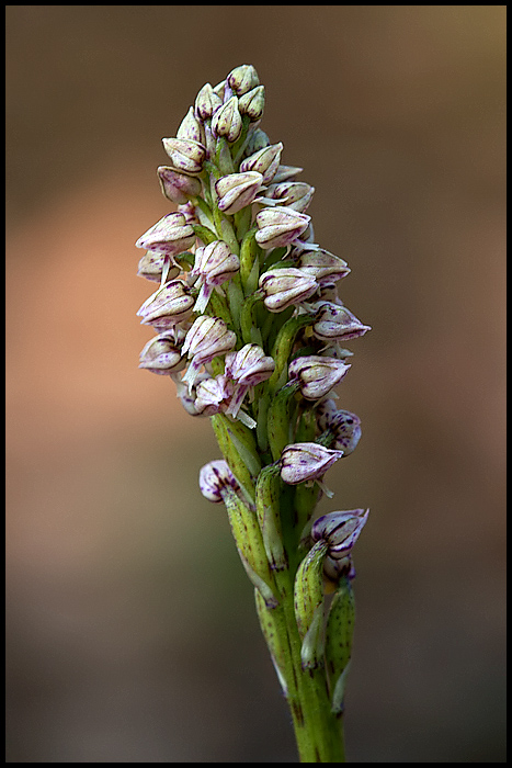 Neotinea maculata